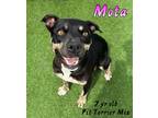 Adopt Mota a Pit Bull Terrier
