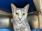 Adopt Hazel a Domestic Short Hair