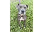 Adopt Suzie a Pit Bull Terrier, Mixed Breed