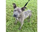 Adopt Evangeline a Pit Bull Terrier, Mixed Breed