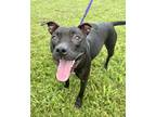 Adopt Chicory a Pit Bull Terrier, Mixed Breed