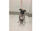 Adopt Brandilyn a Pit Bull Terrier, Mixed Breed