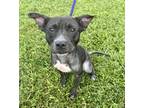 Adopt Bennie a Pit Bull Terrier, Mixed Breed