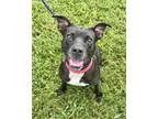 Adopt Chichi a Pit Bull Terrier, Mixed Breed
