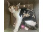Adopt WC Alexandria a Domestic Short Hair