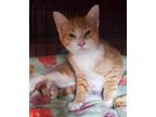 Adopt Anya (PA) a Domestic Short Hair