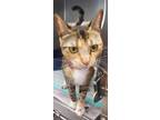 Adopt Odette a Domestic Short Hair