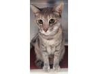 Adopt Gracie a Domestic Short Hair