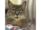 Adopt Adeline a Domestic Long Hair