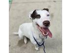 Adopt Dora a Catahoula Leopard Dog