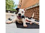 Adopt Kandy a American Staffordshire Terrier