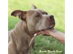 Adopt Razzle Dazzle Rose a Pit Bull Terrier, Mixed Breed