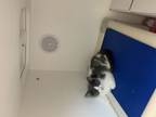 Adopt Bon Bon a Domestic Short Hair