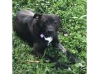 Adopt Melissa a Pit Bull Terrier, Mixed Breed