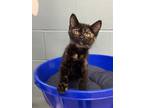 Adopt Sherbet a Domestic Short Hair