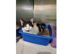 Adopt Smore a Domestic Short Hair