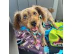 Adopt Rosie a Yorkshire Terrier, Poodle