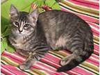 Adopt Mika a Domestic Short Hair, Tabby