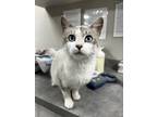 Adopt Stiletto a Domestic Short Hair