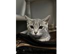 Adopt Mamba a Domestic Short Hair