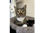 Adopt Tac a Domestic Short Hair