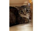 Adopt Flower Princess a Domestic Short Hair