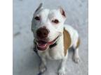 Adopt Majestic a Pit Bull Terrier