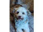 Adopt Holiday a Havanese
