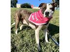 Adopt Rue P4P a Pit Bull Terrier, Hound