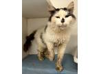 Adopt Rose a Domestic Long Hair, Domestic Short Hair
