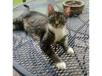 Adopt Tootie a Domestic Short Hair