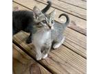Adopt Vicki a Domestic Short Hair