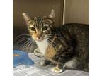 Adopt Bootsy 080806S-2 a Domestic Short Hair