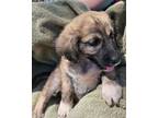 Adopt Mirabel a Anatolian Shepherd, Retriever