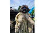 Adopt Pepa a Anatolian Shepherd, Retriever