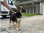 Adopt Raven a Mixed Breed