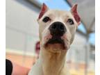 Adopt Rhaenyra a Pit Bull Terrier, Mixed Breed