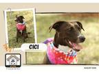 Adopt Cici a Labrador Retriever
