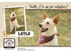 Adopt Gala a Shepherd, Australian Cattle Dog / Blue Heeler