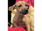 Adopt Chalupa a Retriever, Mixed Breed