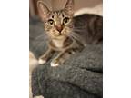 Adopt Ms. Ritz a Domestic Short Hair