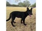 Adopt Sheba a Labrador Retriever, Border Collie