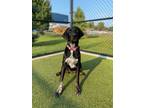 Adopt Minnie a Anatolian Shepherd, Hound