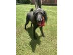 Adopt Grace a Poodle