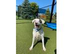 Adopt Sadie a Catahoula Leopard Dog