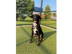 Adopt Eeny a Anatolian Shepherd, Hound