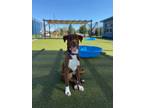 Adopt Eloise a Retriever, Border Collie