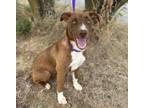 Adopt Daphne 2 a Retriever, Border Collie