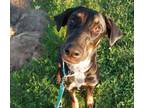 Adopt Miney a Australian Shepherd, Hound