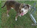 Adopt Sierra a Catahoula Leopard Dog
